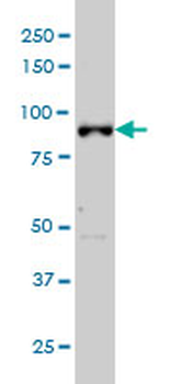 ARNT monoclonal antibody (M01), clone 3D10