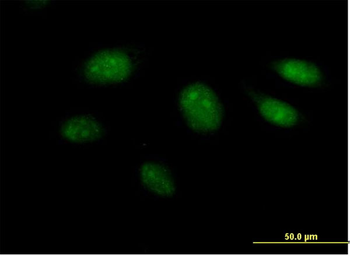 ARL3 purified MaxPab mouse polyclonal antibody (B02P)