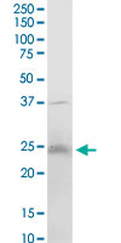 ARL3 purified MaxPab mouse polyclonal antibody (B01P)