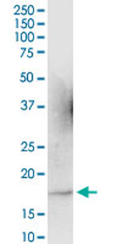 ARL2 purified MaxPab mouse polyclonal antibody (B01P)
