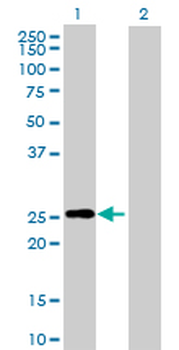 RND3 purified MaxPab mouse polyclonal antibody (B02P)