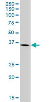 ARG2 purified MaxPab mouse polyclonal antibody (B01P)