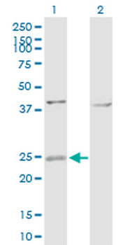 ARL4D purified MaxPab rabbit polyclonal antibody (D01P)