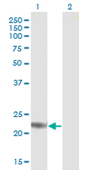 ARL4D purified MaxPab mouse polyclonal antibody (B01P)