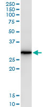 AREG monoclonal antibody (M06), clone 3E4