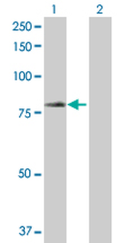 TRIM23 purified MaxPab rabbit polyclonal antibody (D01P)