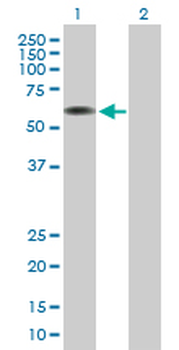 ARCN1 purified MaxPab mouse polyclonal antibody (B01P)