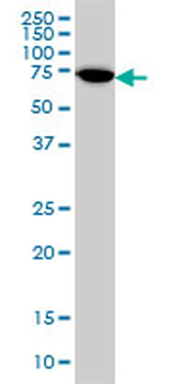ARAF monoclonal antibody (M04), clone 3G2