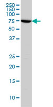 ARAF monoclonal antibody (M03), clone 4H7