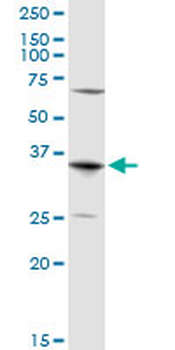 AQP7 purified MaxPab rabbit polyclonal antibody (D01P)