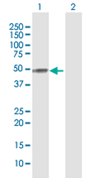 APOH purified MaxPab rabbit polyclonal antibody (D01P)