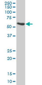 APOH purified MaxPab mouse polyclonal antibody (B01P)