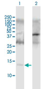 APOC2 purified MaxPab mouse polyclonal antibody (B01P)