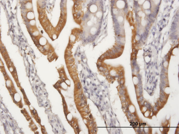 APOA4 purified MaxPab mouse polyclonal antibody (B01P)
