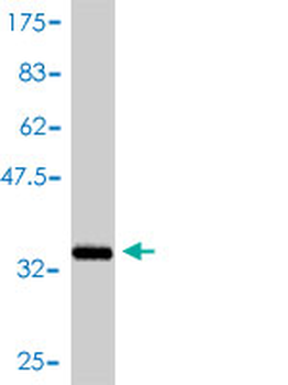 APOA2 polyclonal antibody (A01)