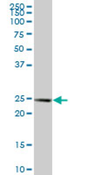 APOA1 purified MaxPab mouse polyclonal antibody (B01P)