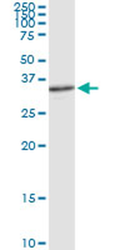 APEX1 MaxPab rabbit polyclonal antibody (D02)