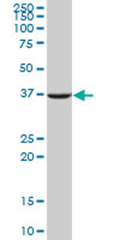 APEX1 purified MaxPab mouse polyclonal antibody (B01P)