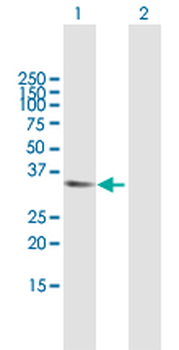 APBB2 purified MaxPab mouse polyclonal antibody (B01P)