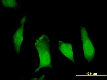 APBB1 purified MaxPab mouse polyclonal antibody (B01P)