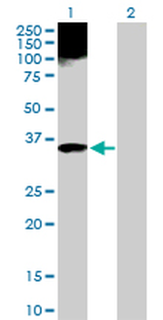 APOF purified MaxPab rabbit polyclonal antibody (D01P)