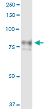 AOC2 MaxPab rabbit polyclonal antibody (D01)