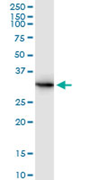 ANXA5 MaxPab rabbit polyclonal antibody (D01)