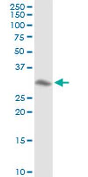 ANXA4 purified MaxPab rabbit polyclonal antibody (D01P)