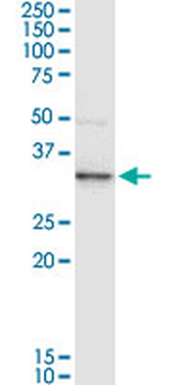 ANXA3 MaxPab rabbit polyclonal antibody (D01)