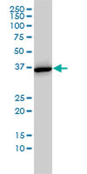 ANXA2 monoclonal antibody (M02), clone 1G7