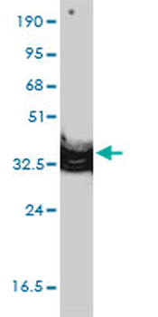 ANXA2 monoclonal antibody (M01), clone 3E8-B6