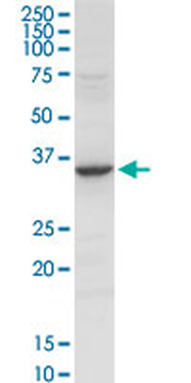 ANXA2 purified MaxPab rabbit polyclonal antibody (D01P)