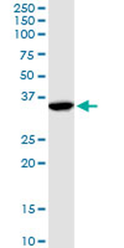 ANXA1 MaxPab rabbit polyclonal antibody (D01)