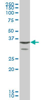 ANXA1 purified MaxPab mouse polyclonal antibody (B01P)