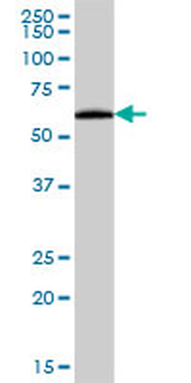 AMY2B purified MaxPab mouse polyclonal antibody (B01P)