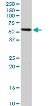 AMY2A purified MaxPab rabbit polyclonal antibody (D01P)