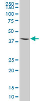 AMT purified MaxPab mouse polyclonal antibody (B01P)