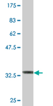 ALX3 monoclonal antibody (M01A), clone 1F1