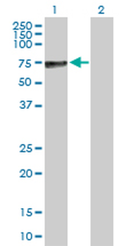 ALPP purified MaxPab rabbit polyclonal antibody (D01P)