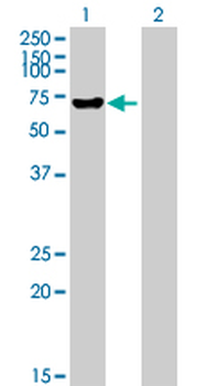 ALPP purified MaxPab mouse polyclonal antibody (B01P)