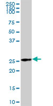 AK3L1 purified MaxPab mouse polyclonal antibody (B02P)