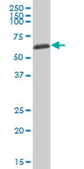 AHSG MaxPab mouse polyclonal antibody (B01)