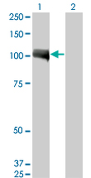 AHR monoclonal antibody (M02), clone 3B12
