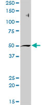AHCY purified MaxPab rabbit polyclonal antibody (D01P)