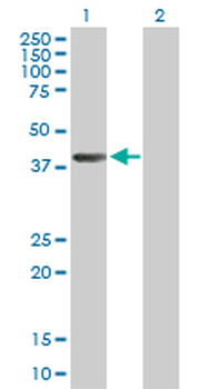 AHCY purified MaxPab mouse polyclonal antibody (B01P)