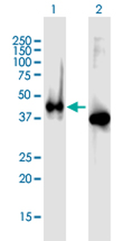 APLNR purified MaxPab mouse polyclonal antibody (B02P)