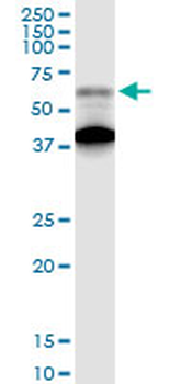 AGER purified MaxPab rabbit polyclonal antibody (D01P)