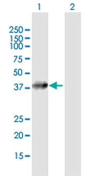 AGA purified MaxPab mouse polyclonal antibody (B01P)