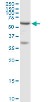 ADSL purified MaxPab rabbit polyclonal antibody (D01P)
