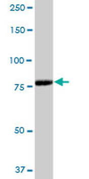 ADARB1 purified MaxPab mouse polyclonal antibody (B02P)